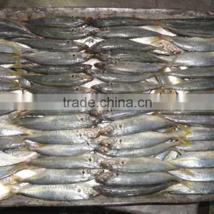 Indo Pacific Mackerel ( Short Body Mackerel) thumbnail-3