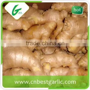 Air Dry Fresh Ginger thumbnail-1
