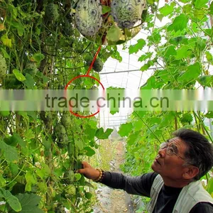 Hedged Gourd Melano Kewana Cucumis Metuliferus Seeds thumbnail-6