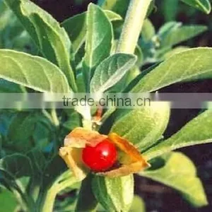 GMP Kosher Natural Aswagandha Extract Withanolides/Withania Somnifera Extract thumbnail-2