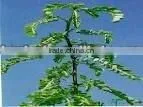 Phyllanthus Amarus Extract thumbnail-1
