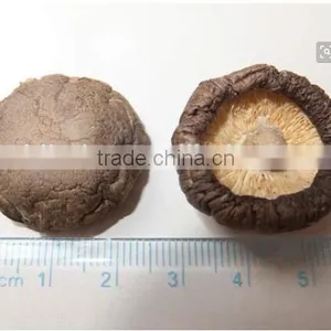 Shiitake Face Smooth Mushroom thumbnail-1