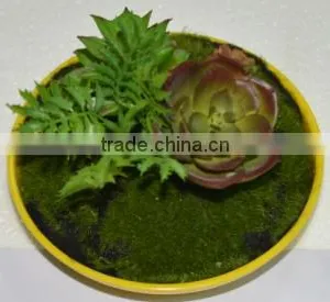 SJ3001011 Indoor Mini Bonsai Cactus Plant Artificial thumbnail-2