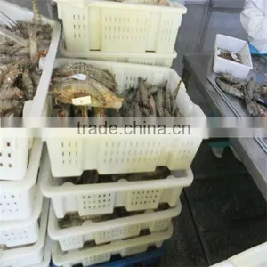 Well Freshwater Shrimps thumbnail-1