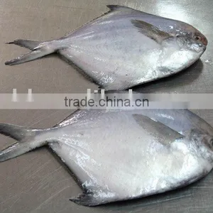 White Pomfret thumbnail-1