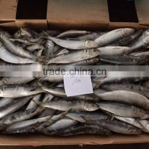 New Catch Whole Round BQF Fresh Land Frozen Sardine With Cheap Price and Good Quality thumbnail-1