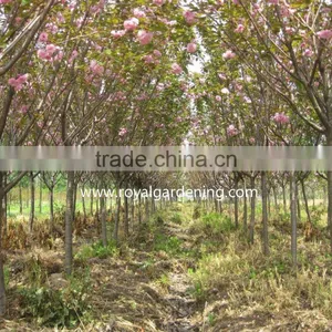 Prunus Serrulata Cold Hardy Trees thumbnail-1