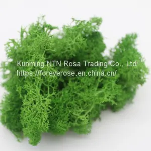 Grade A 100% Natural Moss Preserved Moss Decorative Moss for Moss Wall Decoration Moss Artwork thumbnail-1