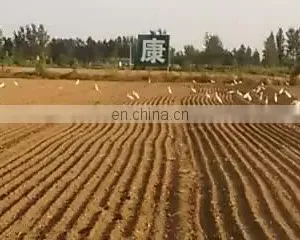Trailed Vegetable Seeder thumbnail-1
