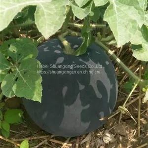 Maria Pure Black Skin Watermelon Hybrid Watermelon Seeds thumbnail-2