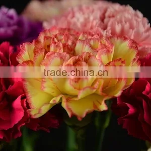 Good Quality Charming Bride Single Head Carnation Flower thumbnail-2