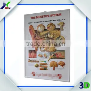 Pharma Gift 3d Medical Poster, Anatomy Embossed Medical Wall Chart thumbnail-2