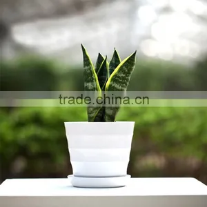 Drought-resistant Bonsai Sansevieria thumbnail-3