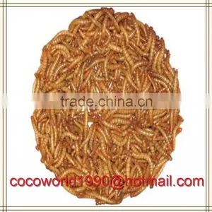 Dried Mealworms Good for Birds/dried Mealworms Good for Birds/dried Mealworms thumbnail-4