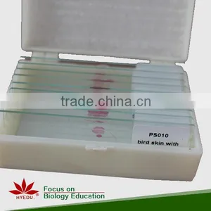 Microscope Prepared Slides ,Seed Slides, Seedling Prepared Slides thumbnail-6
