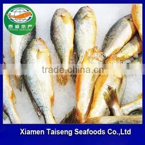 Yellow Croaker Frozen Fish With Competitive Price thumbnail-1