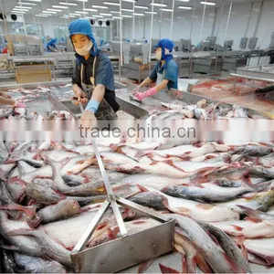FROZEN PANGASIUS WHOLE ROUND thumbnail-5
