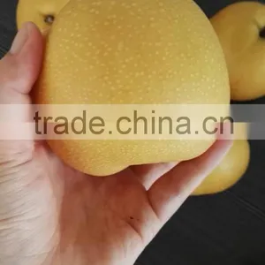 New Crop 2016 Fresh Pear thumbnail-2
