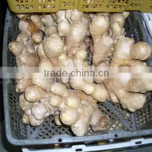 Fresh Ginger thumbnail-1