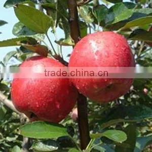 2016 Fresh Red Star Apples With High Quality for Sale Chinese Fresh Red Star Apples Factory thumbnail-3