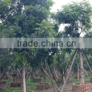 Swietenia Mahagoni(L.)Jacq. thumbnail-6