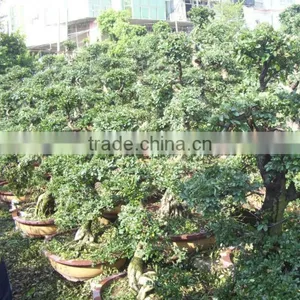Chinese Elm Bonsai Ulmus Pumila thumbnail-1