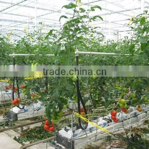 Galvanized Steel Multi Span Poly Film Tomato Growing Greenhouse thumbnail-1