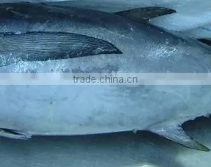Longtail Tuna Whole Round thumbnail-1