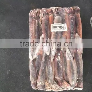 Frozen Illex Argentinus Squid for Sale thumbnail-2