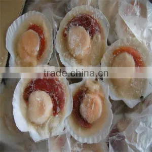 Sea Frozen Cooked Raw Sacllop Adductor thumbnail-1