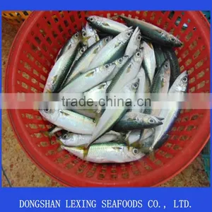 Frozen Pacific Mackerel thumbnail-1