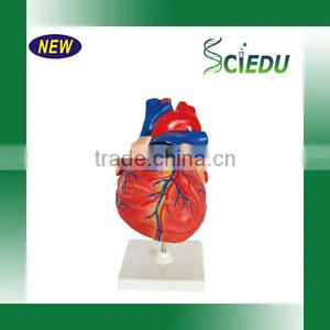 Human Heart Anatomical Model thumbnail-2
