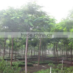 Delonix Regia Tropical Trees thumbnail-1