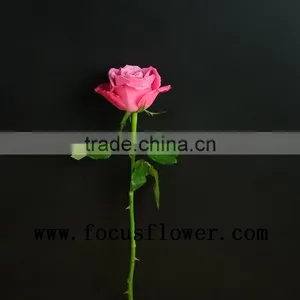 Wedding Occasion and Decorative Flowers Fresh Cut Rose Flower Wholesale From Yunnan China thumbnail-1