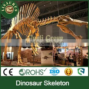 Lisaurus-J Skeleton Spinosaurus Model of Dinosaur thumbnail-1