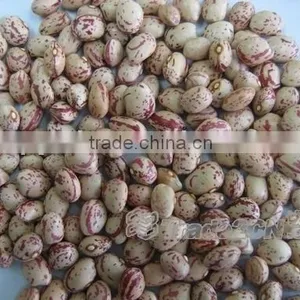 LSKB Round Shape Xinjiang Origin thumbnail-1