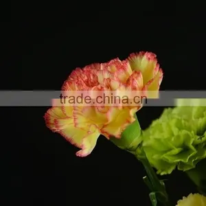 Color Charming Bride Single Head Bright Yellow Carnation thumbnail-4
