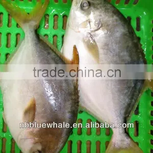300-500G 400-600G 500-700G 800G UP Fresh Pomfret thumbnail-1