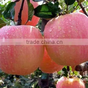 Chinese Fuji Apple thumbnail-1
