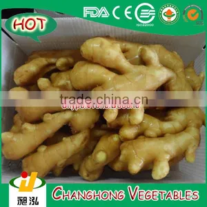 2015 Fresh Ginger With Lowest Price 20kg/mesh Bag thumbnail-1