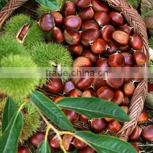 China New Crop CHESTNUT thumbnail-1