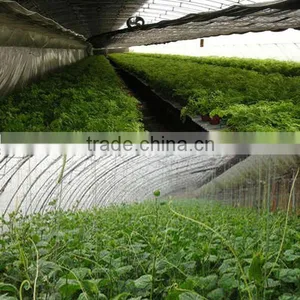 Agricultural Solar Greenhouse For Sale thumbnail-5