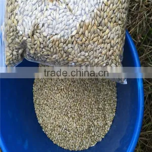 Whole Grain Barley thumbnail-3