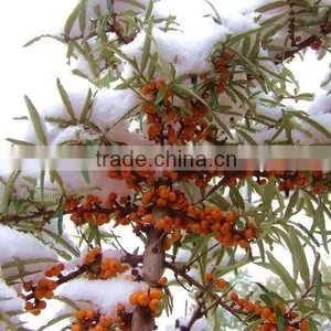 Seabuckthorn Seed Oil With Good Price,well Quality thumbnail-4