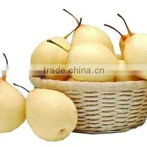 White ya Pear in China thumbnail-1