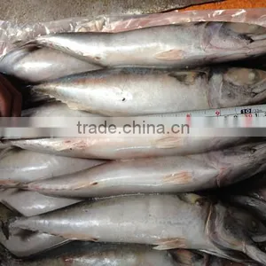 Fresh Frozen Whole Mackerel Fish 25 cm + thumbnail-1