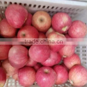 Qinguan Apple Supplier/china Apple Price/export Fresh Apple thumbnail-1
