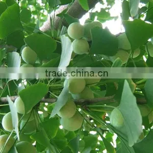 Ginkgo Biloba Fruit Tree Seedling thumbnail-1
