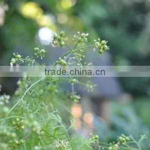 CORIANDER LEAF OIL thumbnail-4