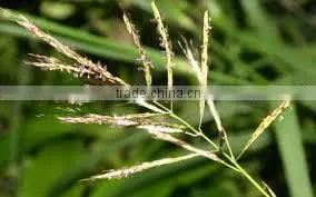 Best Manufacturer Ginger Grass Oil thumbnail-1